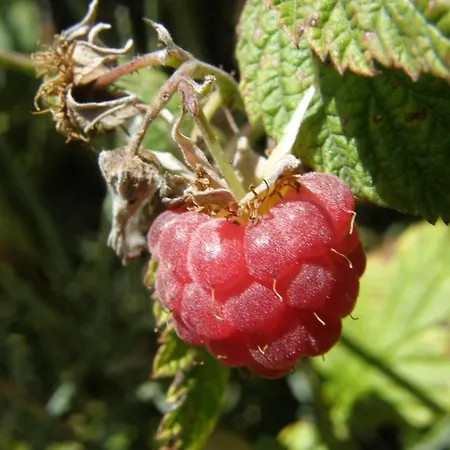 Bon Air * Saint-Flour (Cantal)