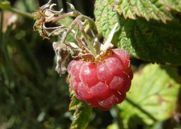 Bon Air * Saint-Flour (Cantal)